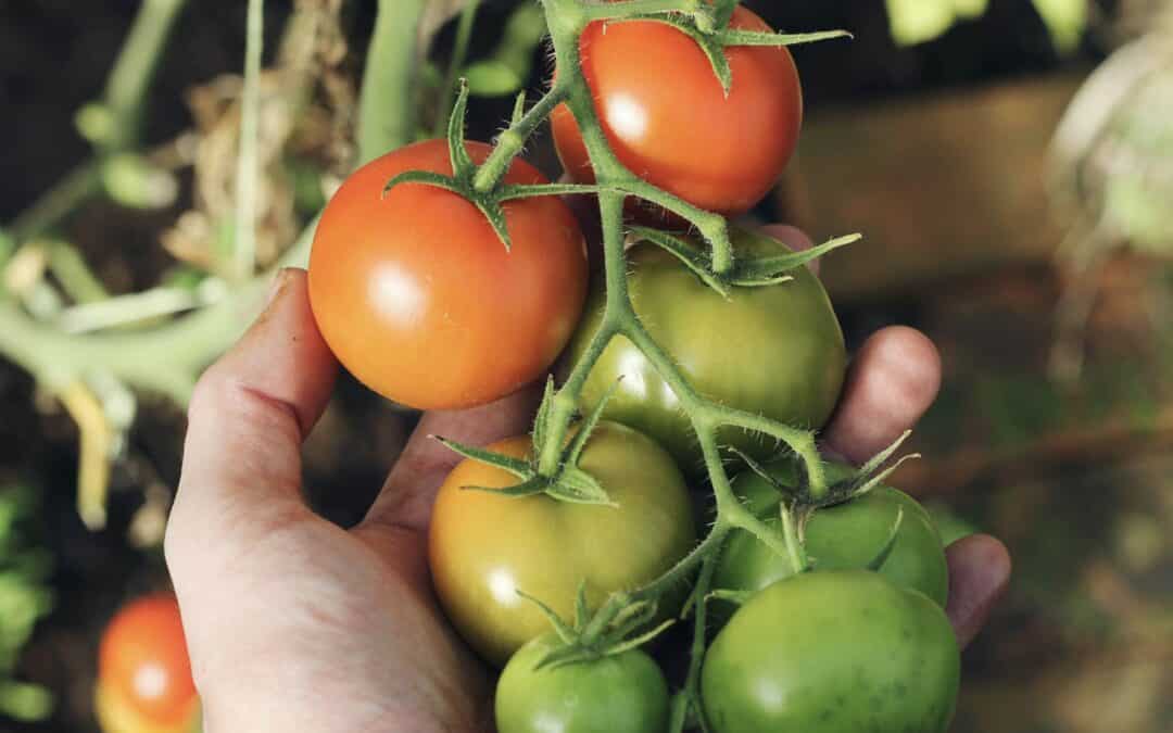 More fruitful than you think