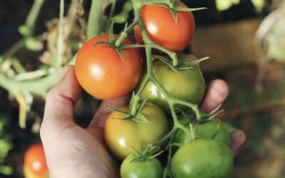 More fruitful than you think