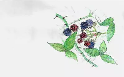 Fruit in Action: Joy