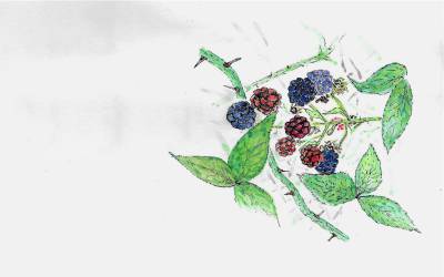 Fruit in Action: Joy