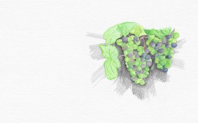 Fruit in Action: Goodness